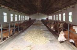 赤峰紅山豬養(yǎng)殖場地址電話號碼