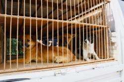 赤峰市狗狗店電話多少號