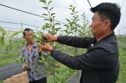 赤峰蘋果樹修剪基地電話號碼