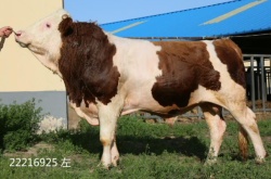 赤峰紅木牛飼料廠家電話號(hào)碼