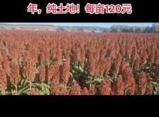 赤峰烏丹鎮(zhèn)牛肉店電話號碼