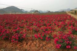 赤峰市玫瑰花園社區(qū)電話號(hào)碼