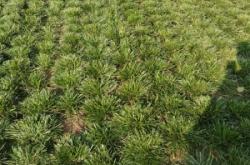 赤峰麥冬草批發(fā)基地電話號(hào)碼