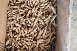 赤峰鑼絲批發(fā)電話號碼多少