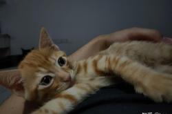 赤峰小土貓售賣(mài)店電話號(hào)碼查詢(xún)