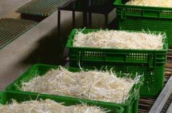 赤峰綠豆芽種子批發(fā)電話地址