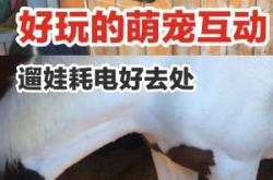 赤峰萌寵互動(dòng)中心電話多少號(hào)