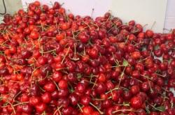 赤峰水果櫻桃批發(fā)市場電話號碼