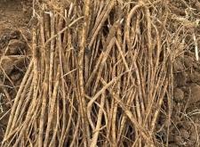 赤峰山貨藥材批發(fā)市場(chǎng)電話號(hào)碼