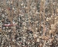 赤峰羽毛加工廠電話號碼多少