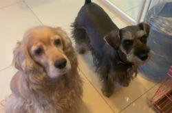 可卡寵物店赤峰分店電話多少