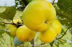 赤峰木森水果采摘電話號(hào)碼查詢