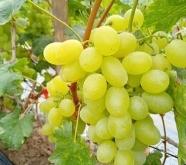 赤峰葡萄袋批發(fā)電話號碼查詢