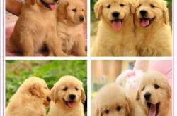 赤峰狗狗理發(fā)店電話號(hào)碼多少