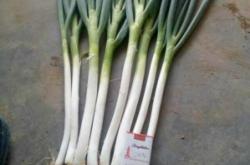 赤峰大蔥加工廠電話號碼查詢