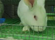 赤峰兔兔洗鞋店電話多少號(hào)