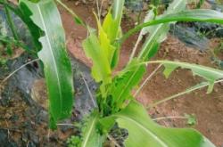 赤峰雛鴨繁殖廠電話號碼查詢