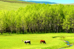 赤峰露天草坪基地電話號碼