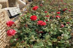 赤峰紅帽子月季商家電話號碼