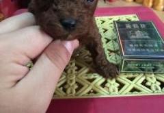 赤峰泰迪寵物出售電話是多少號(hào)