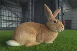 赤峰市區(qū)附近養(yǎng)兔子場(chǎng)電話號(hào)碼