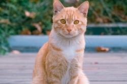 赤峰貓咪圖書館電話多少號(hào)