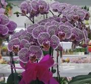 赤峰老府拼車電話地址查詢號碼