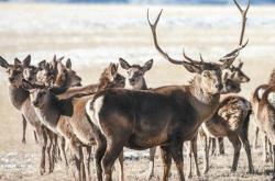 赤峰德林大藥房電話(huà)號(hào)碼查詢(xún)