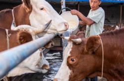 赤峰賣活大鵝電話地址查詢