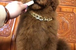 赤峰巨貴犬繁殖基地電話號碼