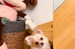 赤峰夢(mèng)幻寵物店電話多少號(hào)