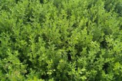 赤峰麻籽豆角種植基地電話號碼