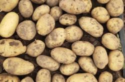 赤峰市土豆代購網(wǎng)地址電話號碼