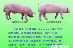 赤峰農(nóng)村收豬廠電話多少號