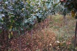 赤峰蘋果手機綠線修復(fù)電話號碼