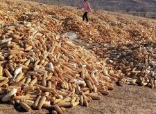 赤峰收購全株玉米電話號(hào)碼是多少