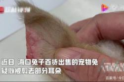 赤峰兔子寵物店電話號碼多少