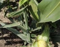 赤峰黑塑料袋批發(fā)電話(huà)號(hào)碼