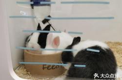 赤峰賣兔子的寵物店電話號碼