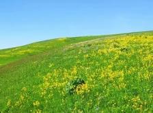 赤峰東蘇牛羊批發(fā)電話(huà)號(hào)碼