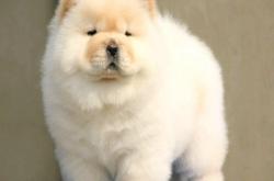 赤峰松獅狗狗售賣電話是多少號