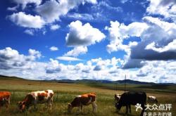 赤峰收豬中介電話多少號碼