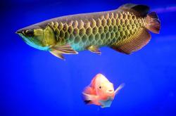 赤峰觀賞魚送貨上門電話號(hào)碼