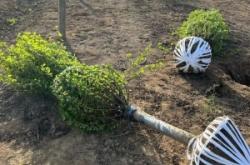 赤峰榆葉梅苗木批發(fā)電話號(hào)碼