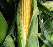 赤峰市批發(fā)王米花電話號碼