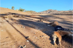 赤峰牧士飼料廠(chǎng)家電話(huà)號(hào)碼