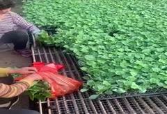 赤峰辣椒苗場電話號(hào)碼查詢是多少