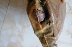 赤峰甲魚水產(chǎn)店電話號碼多少