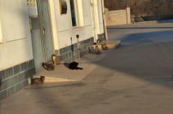 赤峰愛(ài)寵閣醫(yī)院地址電話號(hào)碼