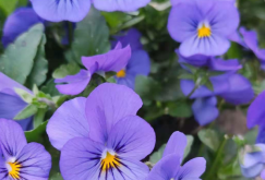 赤峰亦軒鮮花店電話地址查詢